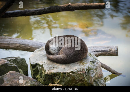 Europäischen Fischotter (Lutra Lutra), auch bekannt als der eurasische Fischotter, eurasische Fischotter, gemeinsame Otter oder alten Welt otter Stockfoto