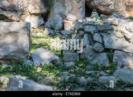 Spheniscus Demersus afrikanische Pinguin auch genannt Jackass Penguin im Warschauer ZOO - Polen Stockfoto