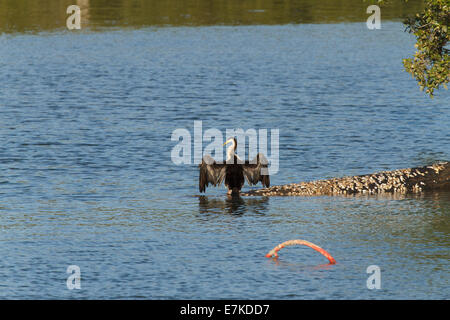 Australische Pied Kormoran trocknen Flügel Stockfoto