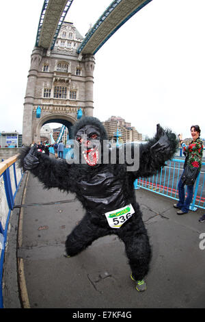 London, UK. 20. September 2014. Teilnehmer auf Tower Bridge in den großen Gorilla laufen 2014. Hunderte von Menschen als Gorillas verkleidet, viele davon in Kostüm an der Great Gorilla Run um Geld für Berggorillas zu erhöhen, die auf den Rand des Aussterbens sind teilgenommen. Weniger als 800 verbleiben in der freien Wildbahn. Bildnachweis: Paul Brown/Alamy Live-Nachrichten Stockfoto