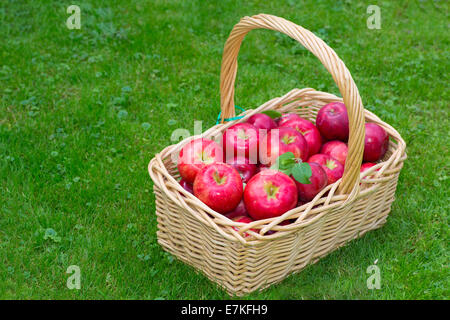 Weidenkorb voller roter reif Honeycrisp Äpfel. Stockfoto