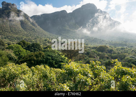 Blick vom Cape Town Kirstenbosch Gärten Centenary Baum überdachunggehweg eröffnete im Mai 2014 feiern 100 Jahre der Gärten Stockfoto