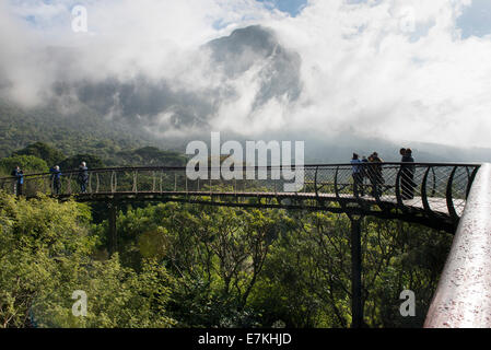Cape Town Kirstenbosch Gärten Centenary Baum Canopy Walkway eröffnet im Mai 2014 feiern 100 Jahre der Gärten Stockfoto