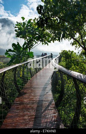 Cape Town Kirstenbosch Gärten Centenary Baum Canopy Walkway eröffnet im Mai 2014 feiern 100 Jahre der Gärten Stockfoto