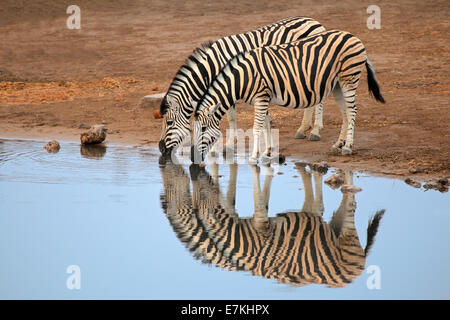 Zwei Ebenen (Burchells) Zebras (Equus Burchelli) Trinkwasser, Etosha Nationalpark, Namibia Stockfoto