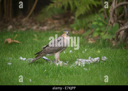 Sparrowhawk (Accipiter nisus) macht einen Kill in einem Garten Stockfoto