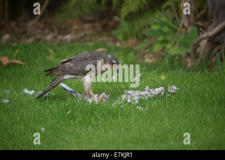 Sparrowhawk (Accipiter nisus) macht einen Kill in einem Garten Stockfoto