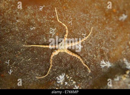 Spalt Schlangenstern oder Ophiuroids (Ophiopholis Aculeata) weißes Meer, Karelien, Arktis, Russische Föderation Stockfoto