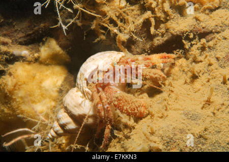 Gemeinsame marine Einsiedlerkrebs (Pagurus Bernhardus) weißes Meer, Karelien, Arktis, Russische Föderation Stockfoto