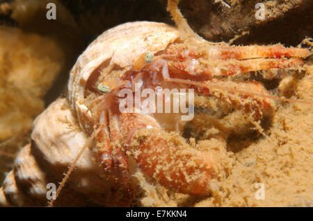 Gemeinsame marine Einsiedlerkrebs (Pagurus Bernhardus) weißes Meer, Karelien, Arktis, Russische Föderation Stockfoto