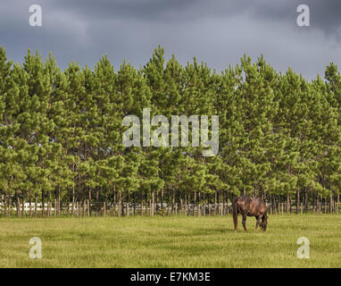 Braune Pferd grasen auf einer Weide.  Es ist bewölkt. Stockfoto