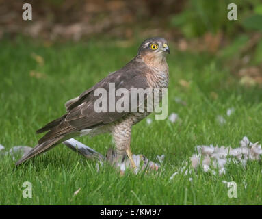 Sparrowhawk (Accipiter nisus) macht einen Kill in einem Garten Stockfoto