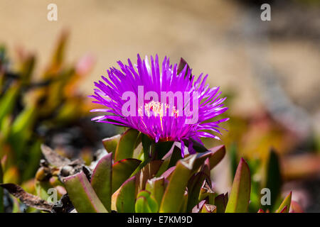 Detail der Küste Wildblumen in point Reyes National Seashore. Kalifornien. Stockfoto