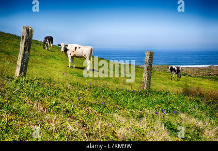 Eine Rinderfarm an der pazifischen Küste von Kalifornien. Point Reyes National Seashore. Stockfoto