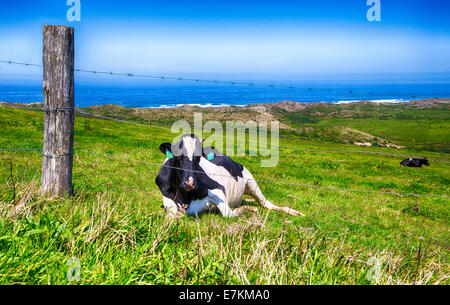 Eine Rinderfarm an der pazifischen Küste von Kalifornien. Point Reyes National Seashore. Stockfoto