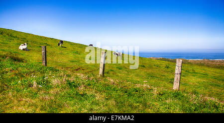 Eine Rinderfarm an der pazifischen Küste von Kalifornien. Point Reyes National Seashore. Stockfoto