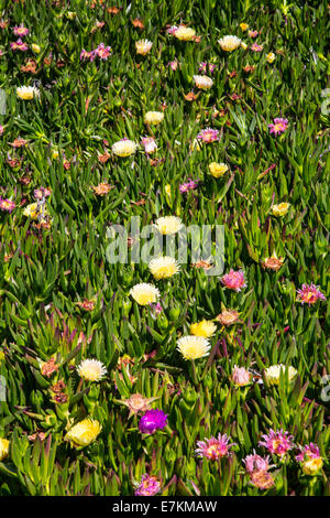 Detail der Küste Wildblumen in point Reyes National Seashore. Kalifornien. Stockfoto