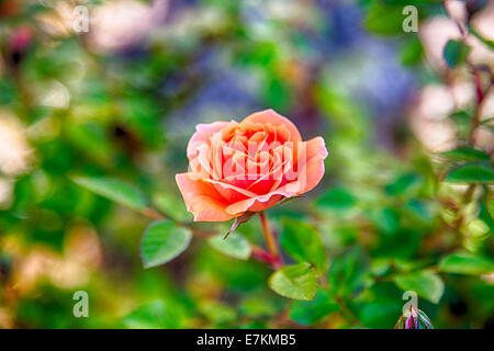 Eine Makroaufnahme einer frischen Rosenblüten am frühen Morgen vom Tau auf den Blütenblättern. Stockfoto