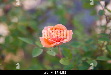 Eine Makroaufnahme einer frischen Rosenblüten am frühen Morgen vom Tau auf den Blütenblättern. Stockfoto