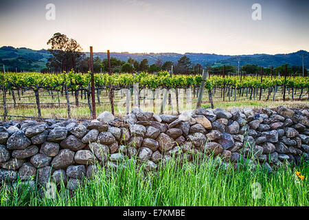Sonnenuntergang über Weinberge in Kalifornien Wein-Land. Sonoma County, Kalifornien