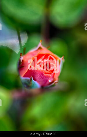 Eine Makroaufnahme einer frischen Rosenblüten am frühen Morgen vom Tau auf den Blütenblättern. Stockfoto