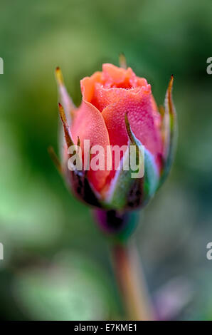 Eine Makroaufnahme einer frischen Rosenblüten am frühen Morgen vom Tau auf den Blütenblättern. Stockfoto