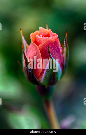 Eine Makroaufnahme einer frischen Rosenblüten am frühen Morgen vom Tau auf den Blütenblättern. Stockfoto