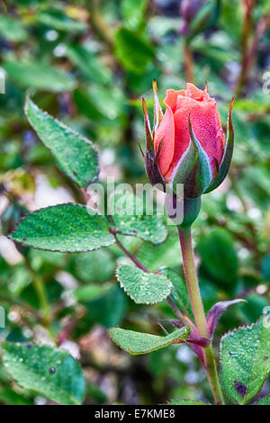 Eine Makroaufnahme einer frischen Rosenblüten am frühen Morgen vom Tau auf den Blütenblättern. Stockfoto