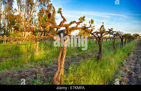 Weinreben in der späten Abendsonne. Sonoma Land, Kalifornien Stockfoto