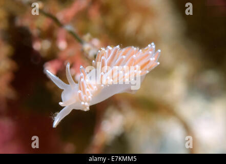 Seeschnecke oder Nacktschnecken rot-Finger Aeolis (Flabellina verzweigt) weißes Meer, Karelien, Arktis, Russische Föderation Stockfoto