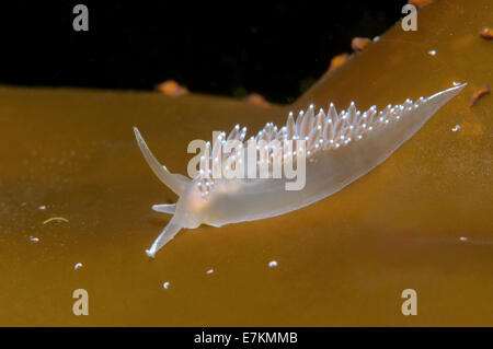 Seeschnecke oder Nacktschnecken rot-Finger Aeolis (Flabellina verzweigt) weißes Meer, Karelien, Arktis, Russische Föderation Stockfoto