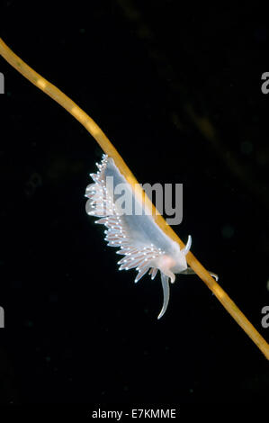 Seeschnecke oder Nacktschnecken rot-Finger Aeolis (Flabellina verzweigt) weißes Meer, Karelien, Arktis, Russische Föderation Stockfoto