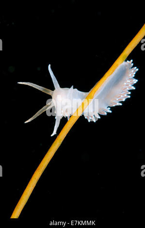 Seeschnecke oder Nacktschnecken rot-Finger Aeolis (Flabellina verzweigt) weißes Meer, Karelien, Arktis, Russische Föderation Stockfoto