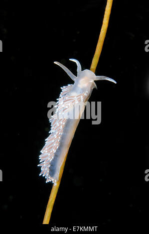 Seeschnecke oder Nacktschnecken rot-Finger Aeolis (Flabellina verzweigt) weißes Meer, Karelien, Arktis, Russische Föderation Stockfoto