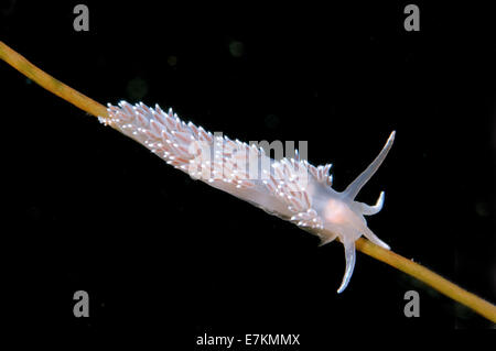 Seeschnecke oder Nacktschnecken rot-Finger Aeolis (Flabellina verzweigt) weißes Meer, Karelien, Arktis, Russische Föderation Stockfoto