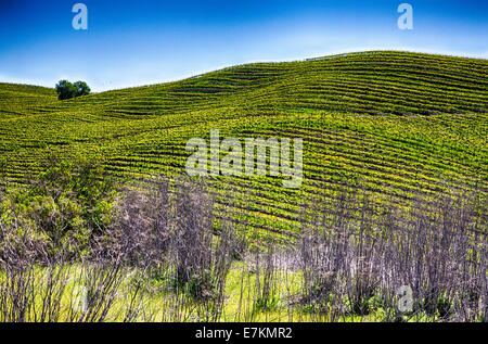 Sanfte Hügel, bedeckt mit reihenweise Weinreben in den gepflegten Weinbergen von Kalifornien Wein-Land. Stockfoto