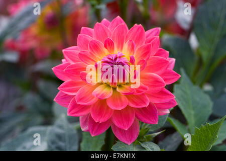 Dahlie "Kilburn Rose". Seerose-Dahlie. Stockfoto