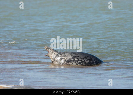 Kegelrobben (Halichoerus Grypus) Gähnen Stockfoto