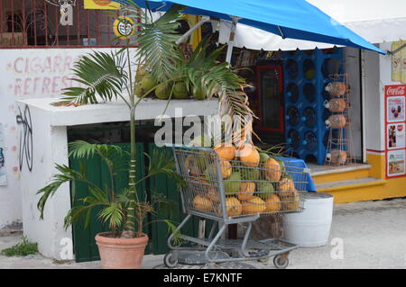 Kokosnüsse vor Geschäft in Playa Del Carmen, Mexiko Stockfoto