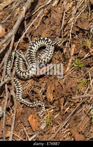 Kreuzotter (Vipera Berus), Unterengadin, Kanton Graubünden, Schweiz, Europa Stockfoto