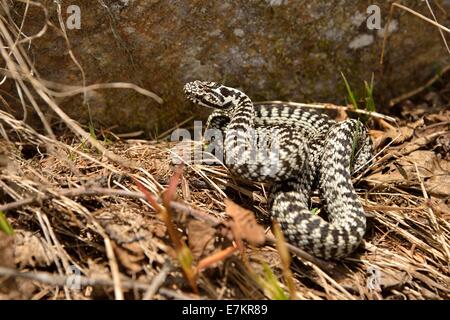 Kreuzotter (Vipera Berus), Unterengadin, Kanton Graubünden, Schweiz, Europa Stockfoto