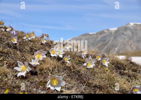 Frühlings-Küchenschelle (Pulsatilla Vernalis), Jufplaun, Unterengadin, Kanton Graubünden, Schweiz Stockfoto