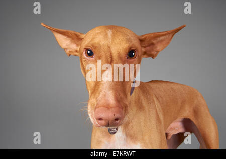 Barron ibizenkische Jagdhund Stockfoto