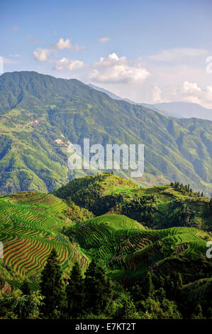 Longji Reisterrassen auf des Drachens Rückgrat, China. Stockfoto