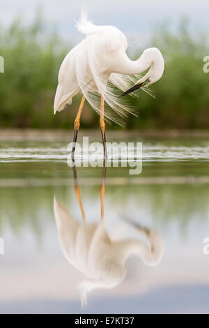 Silberreiher (Ardea Alba) putzen Stockfoto