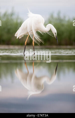 Großer Reiher (Ardea Alba) Jagd auf Fische in einem Sumpf Stockfoto