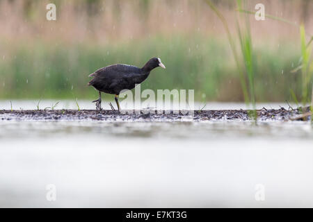 Nahaufnahme von einer eurasischen Blässhuhn (Fulica Atra) im Regen Stockfoto