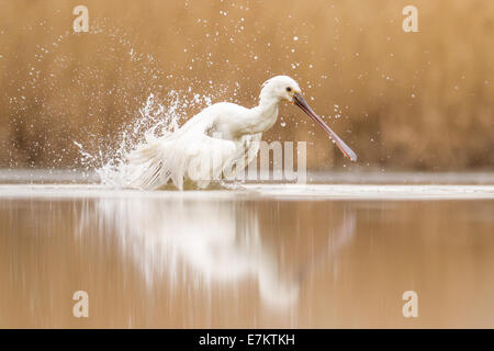 Eurasische Löffler (Platalea Leucorodia) in einem flachen Sumpf Baden Stockfoto