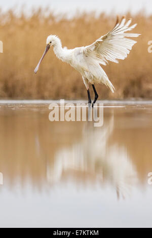 Eurasische Löffler (Platalea Leucorodia) in einem flachen Sumpf Baden Stockfoto