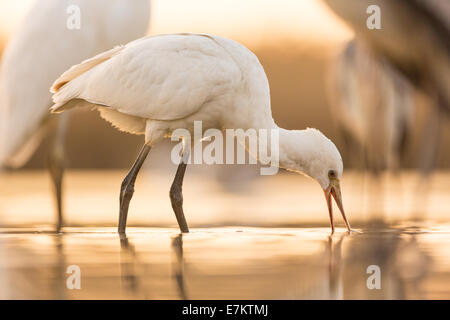 Eurasische Löffler (Platalea Leucorodia) waten im Abendlicht Stockfoto